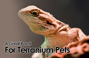 A Great Boost For Terranium Pets